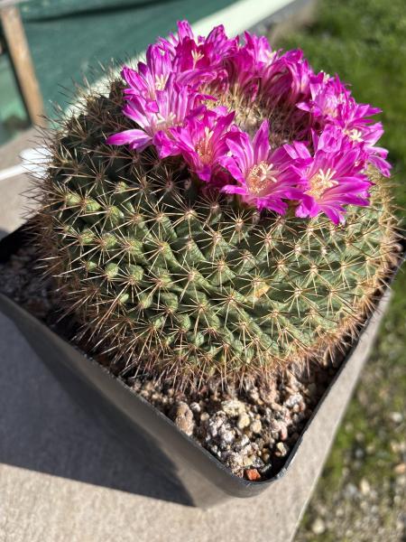 Mammillaria rubrograndis